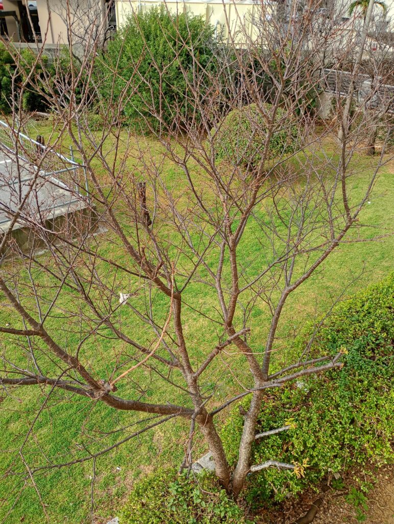 桜の風景2