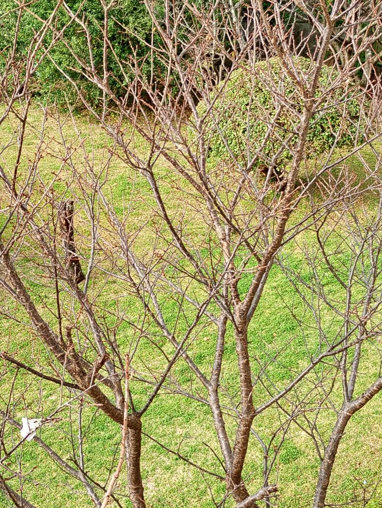 桜の風景1