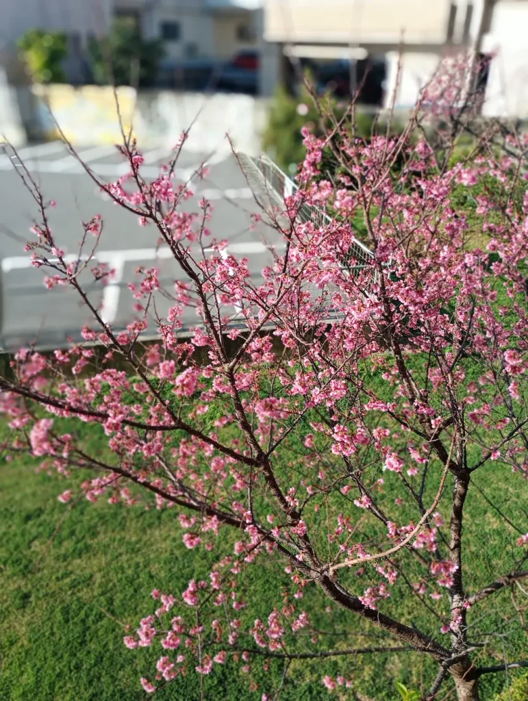 桜咲く風景1