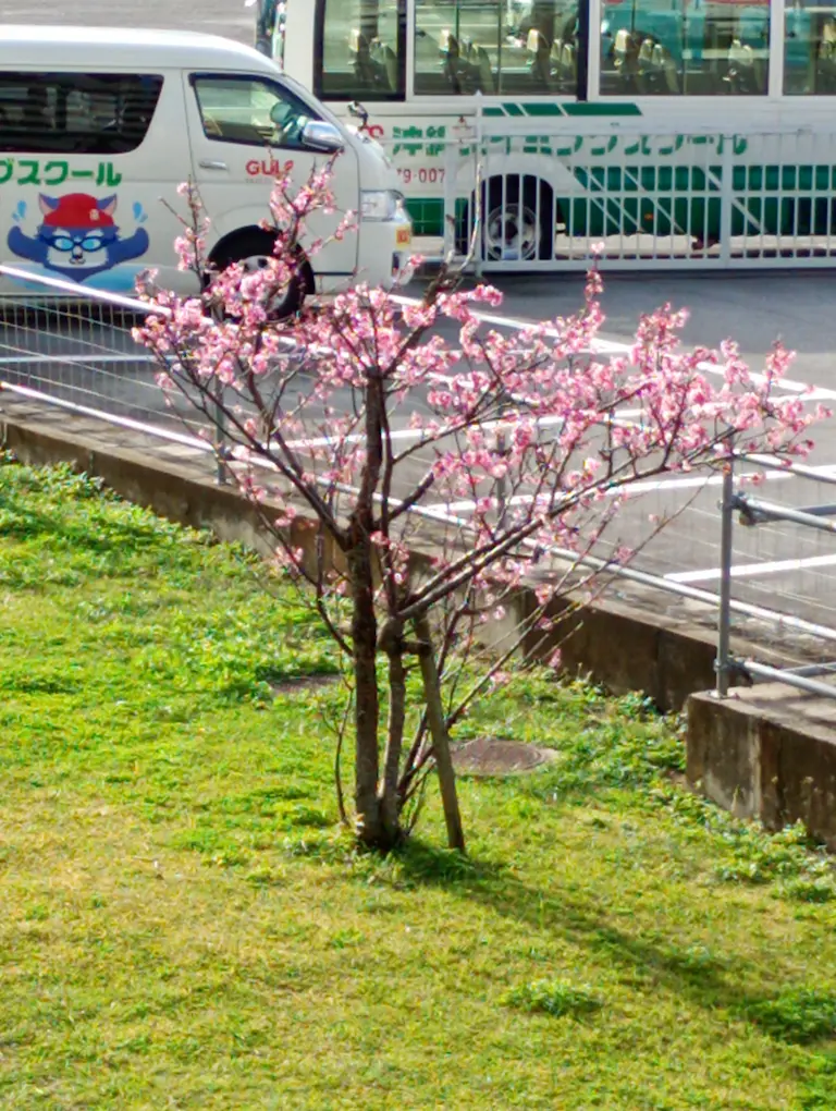 桜の風景8