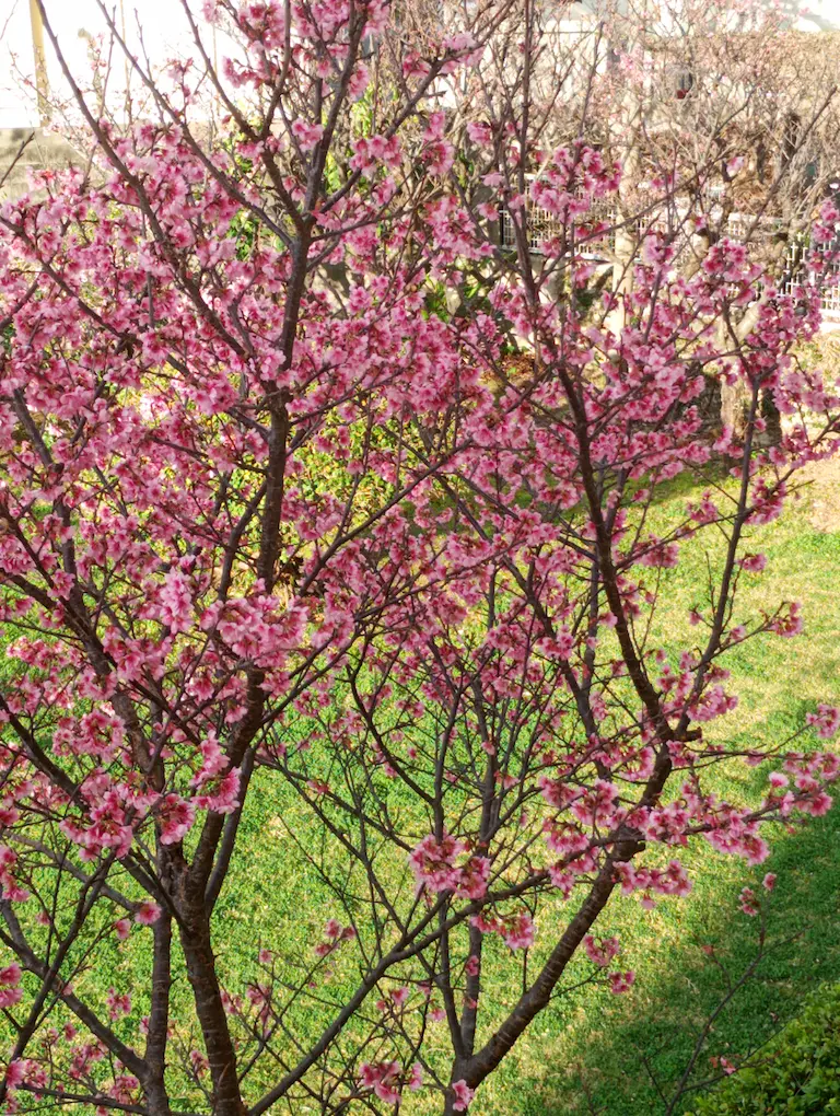 桜の風景7桜が切れに咲き恥じえてます