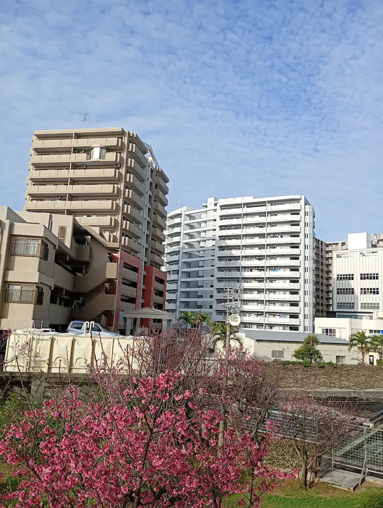朝の風景桜が見える