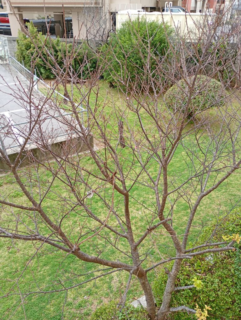 ベランダから見える桜