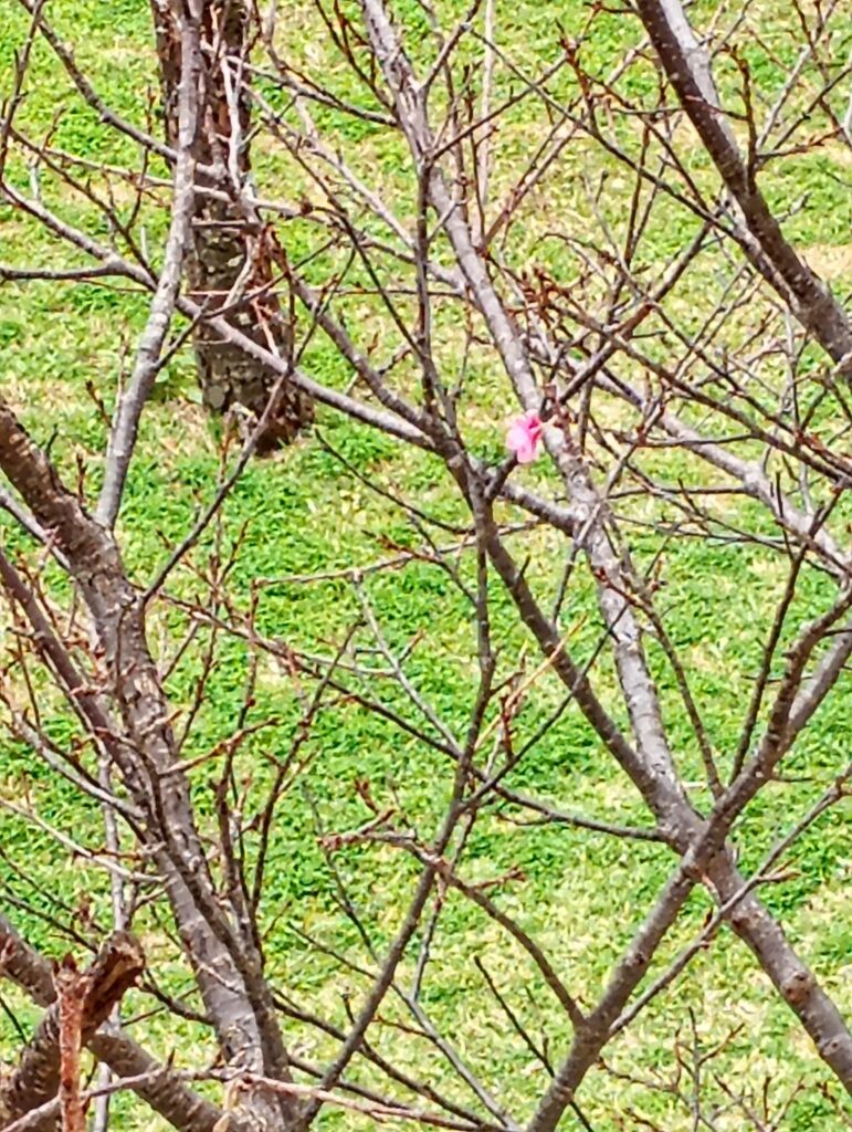 ベランダから見える桜2