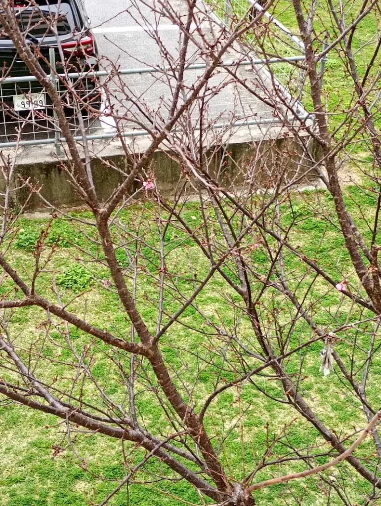桜の写真1