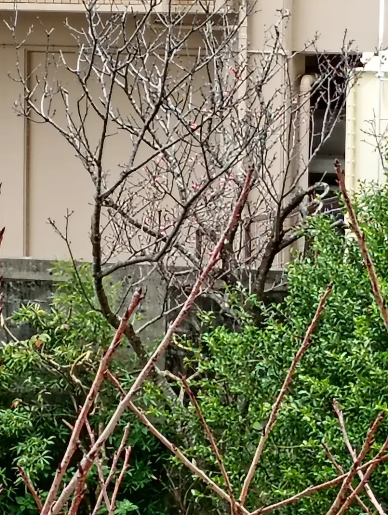 桜の写真2