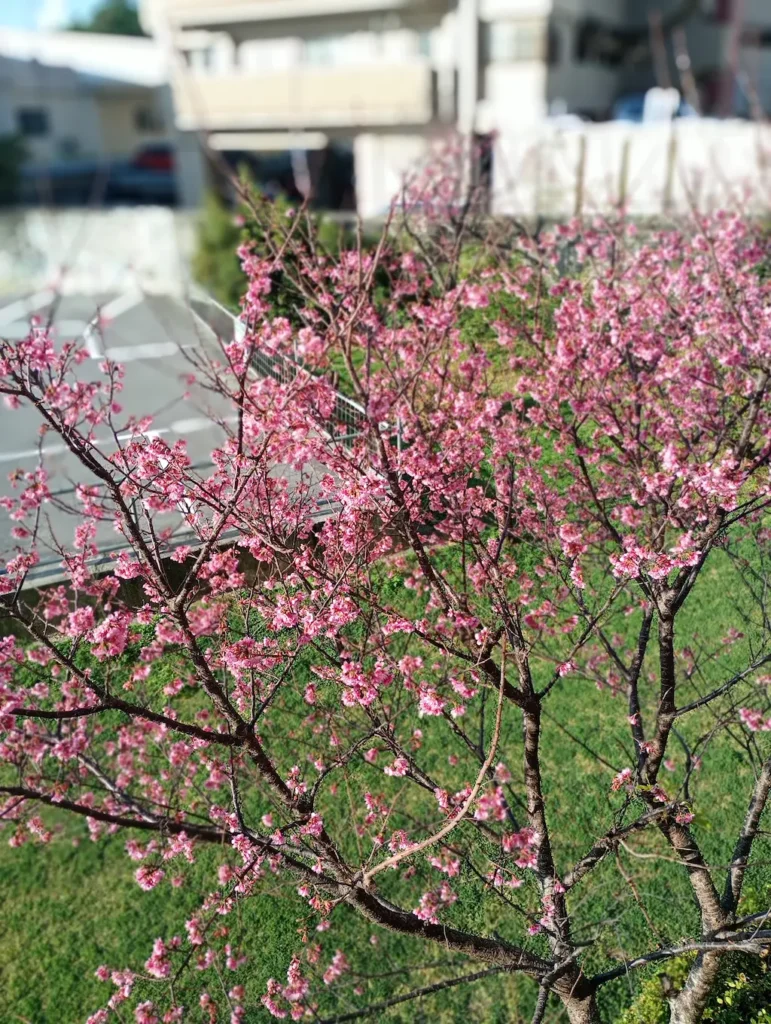 桜咲く風景2