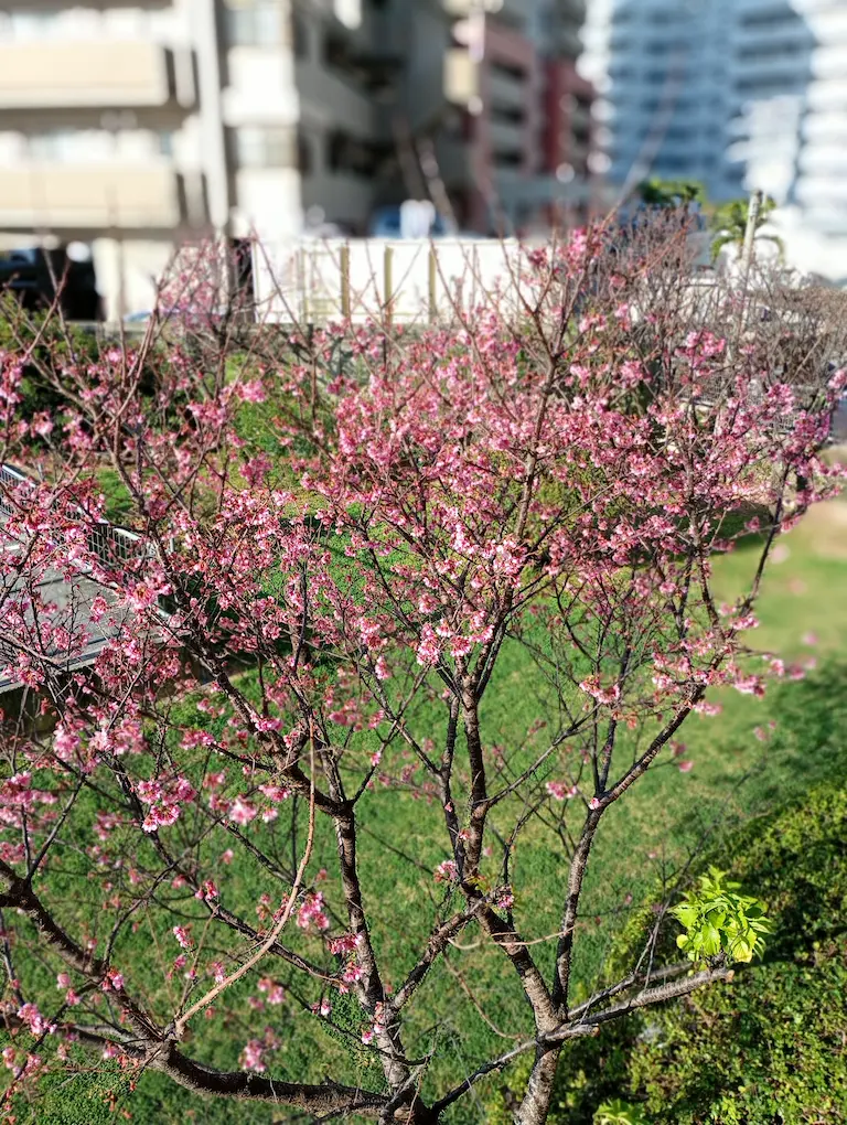 桜の風景2