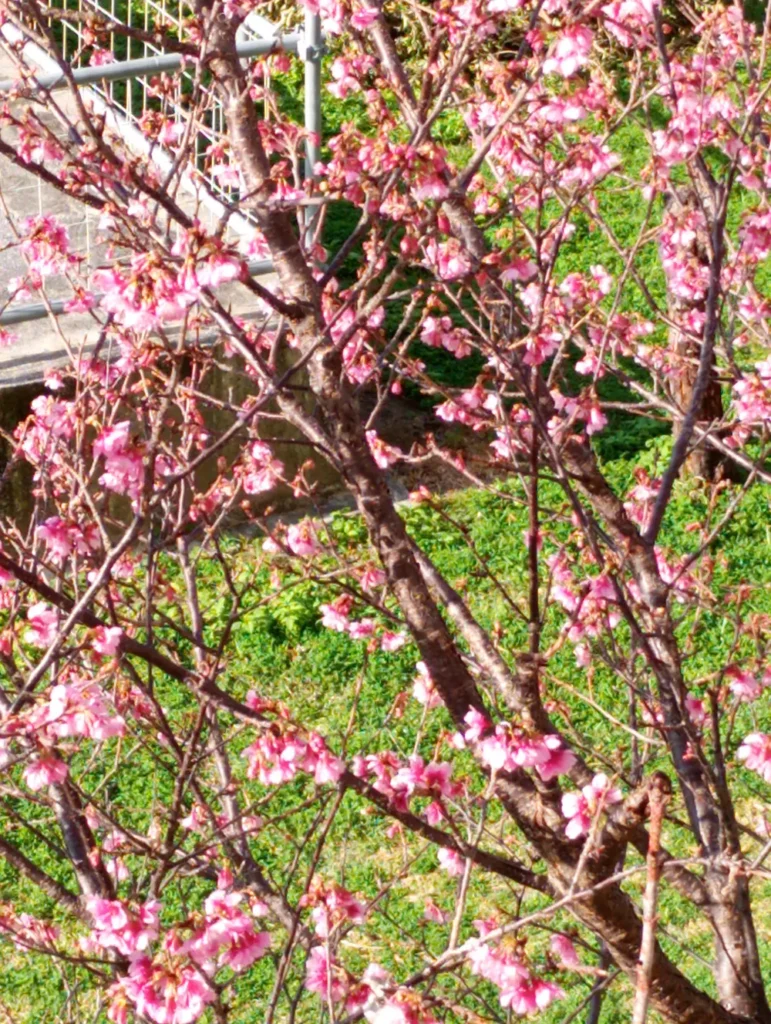 花弁がきれいな桜2