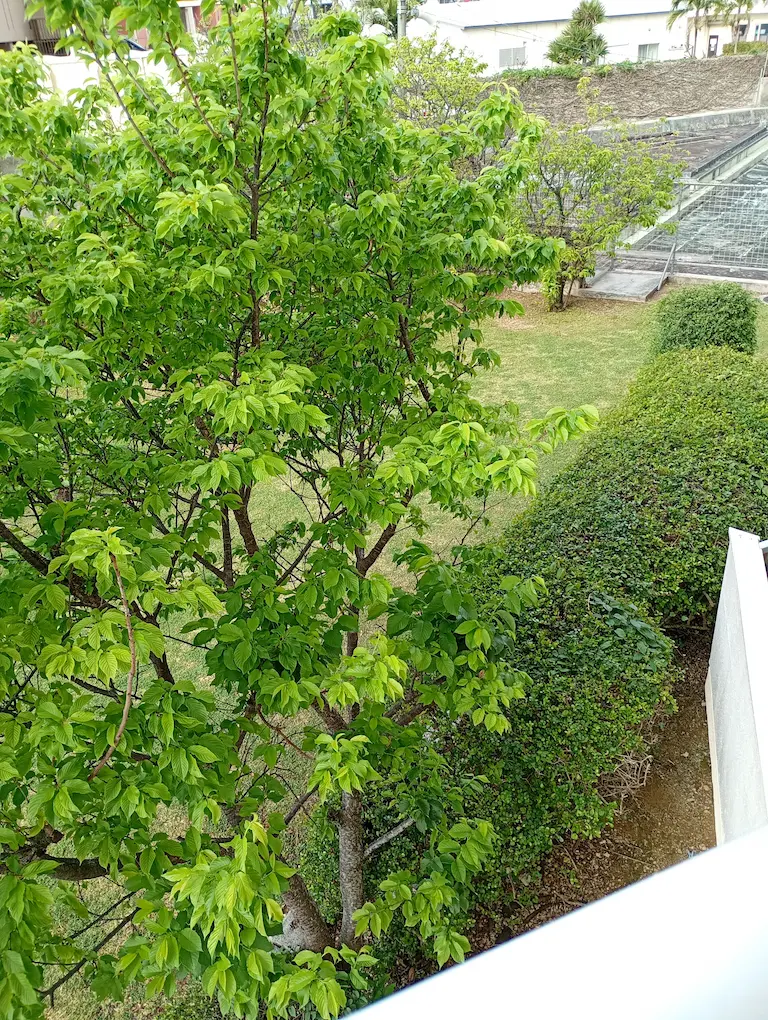 新緑の庭1