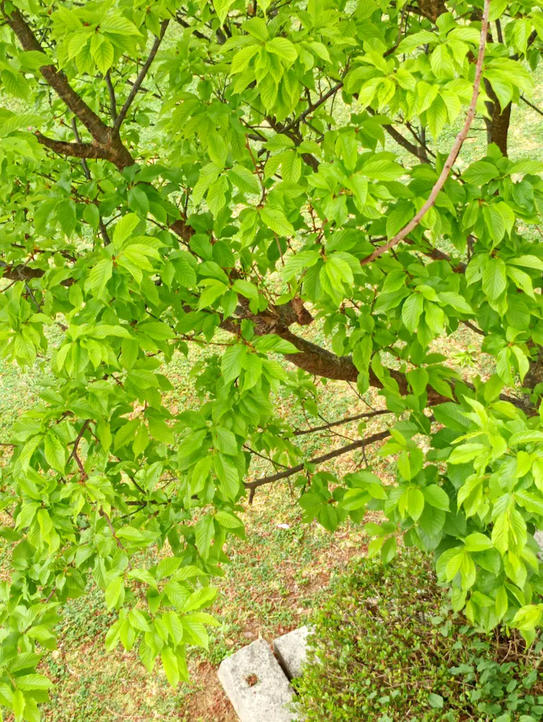 新緑の桜2