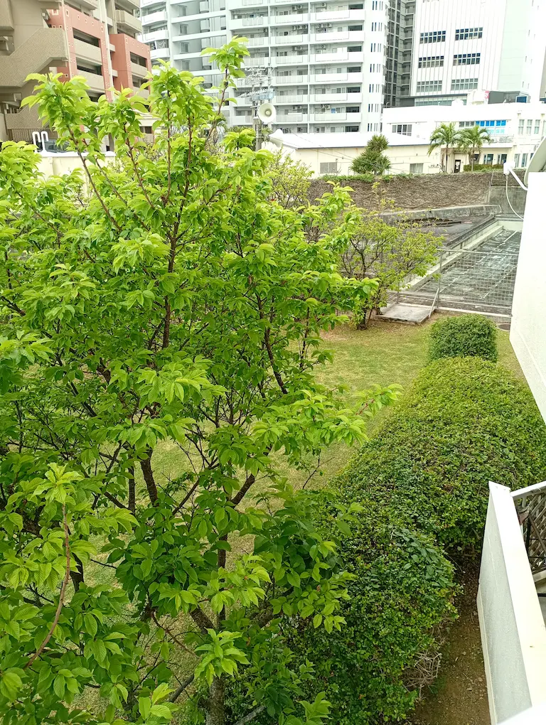 新緑の桜1