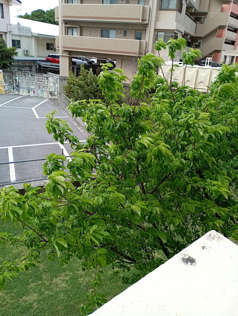 新緑の桜