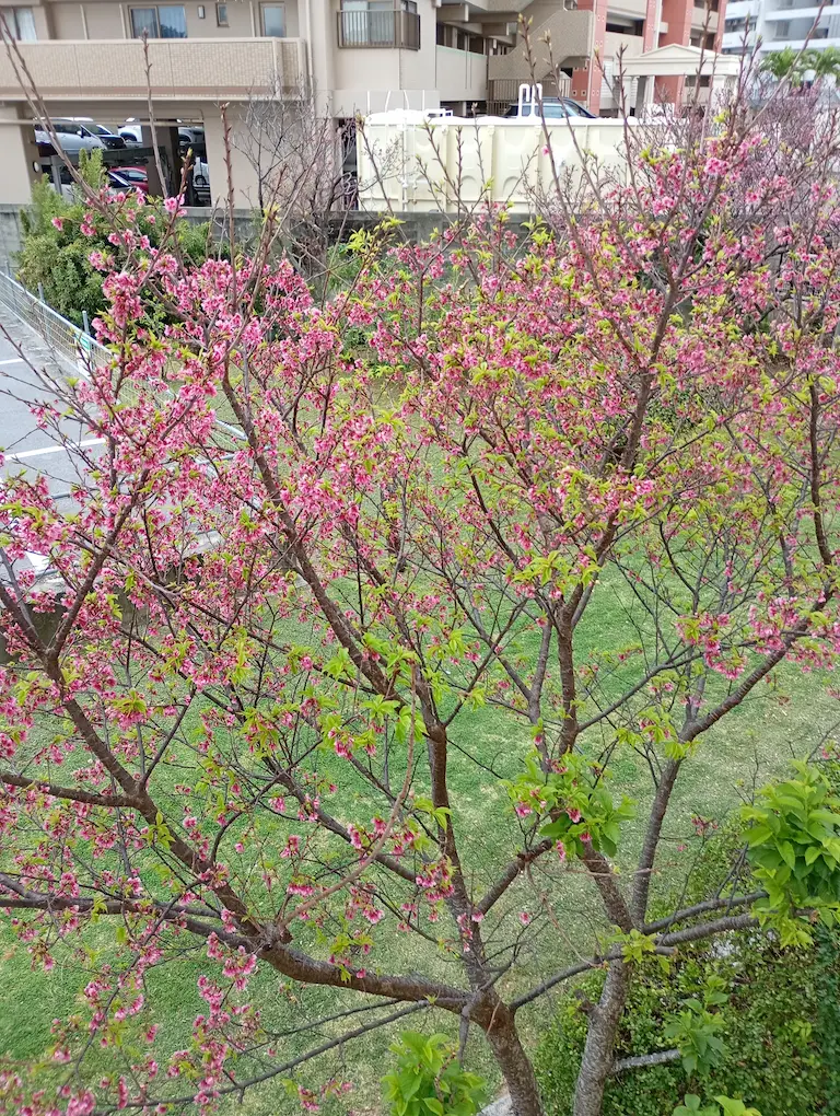 桜が見える風景2