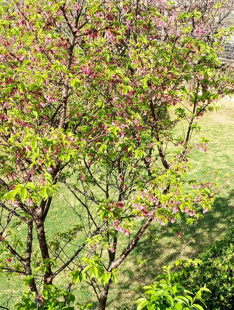 桜の風景1