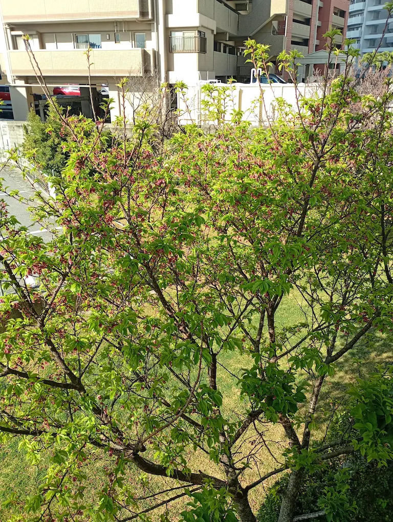 さくらの木2