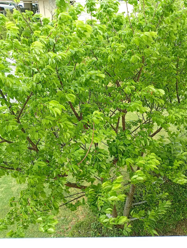 新緑の桜
