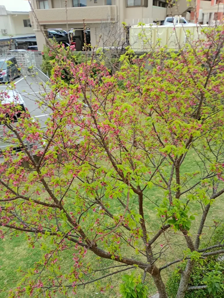 さくら