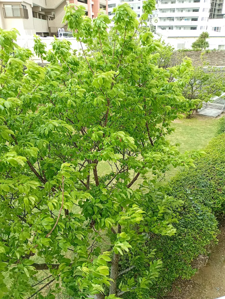 新緑の桜