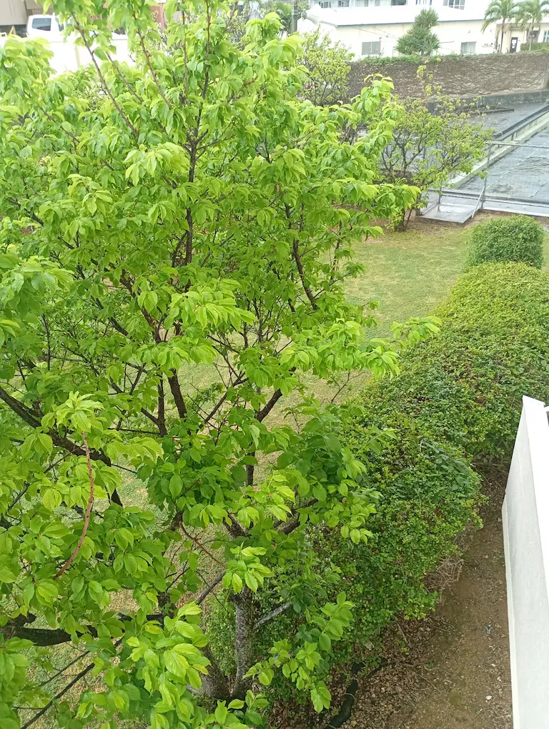 朝の風景3