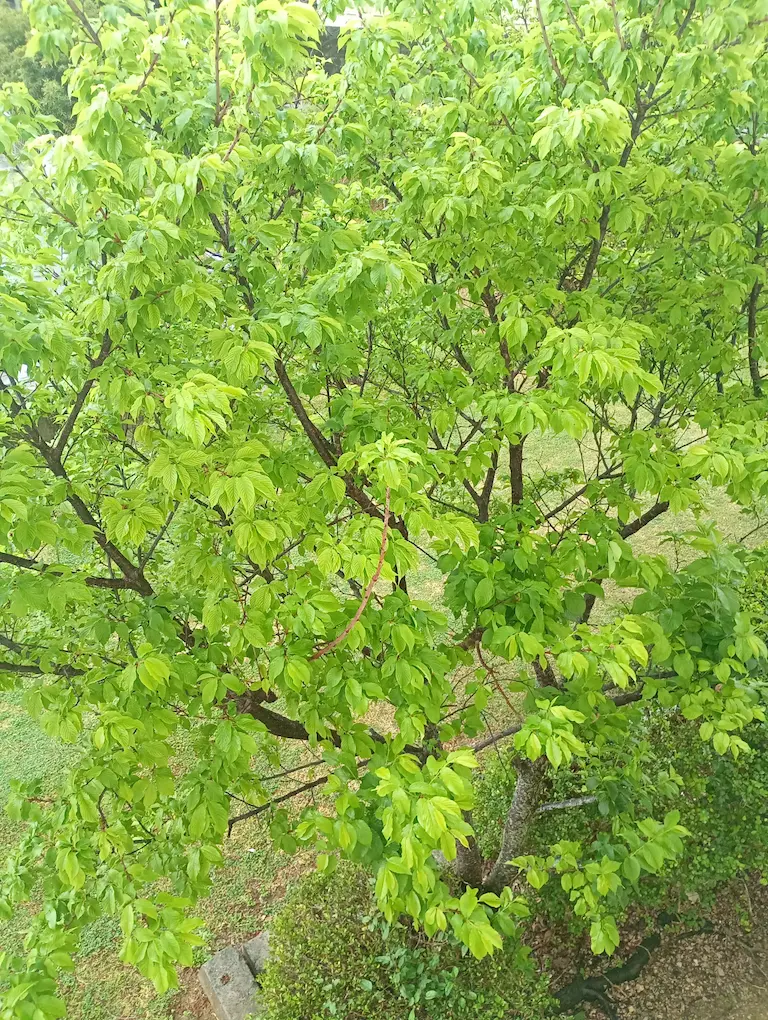 朝の風景2