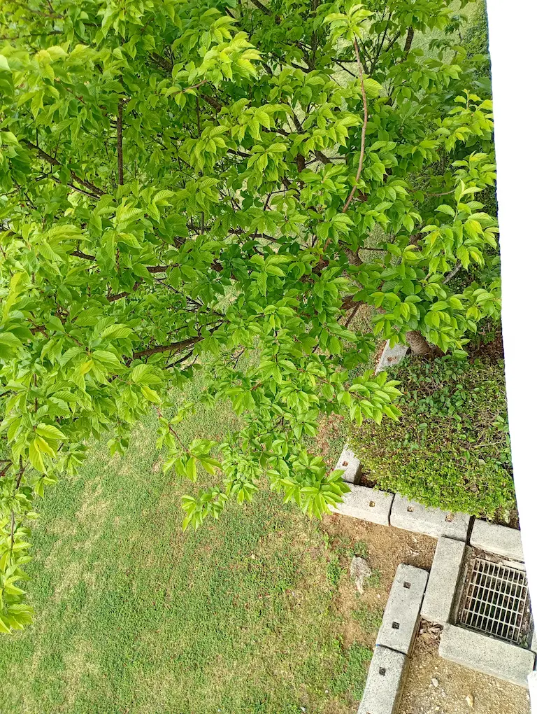 新緑の桜4