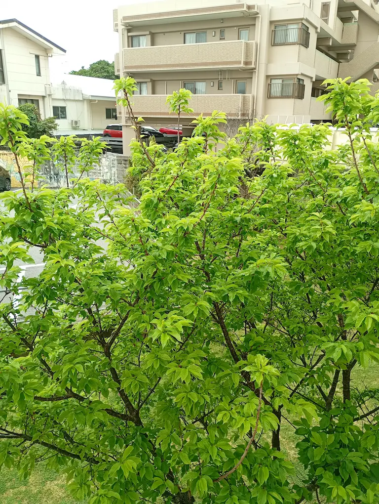 新緑の桜3