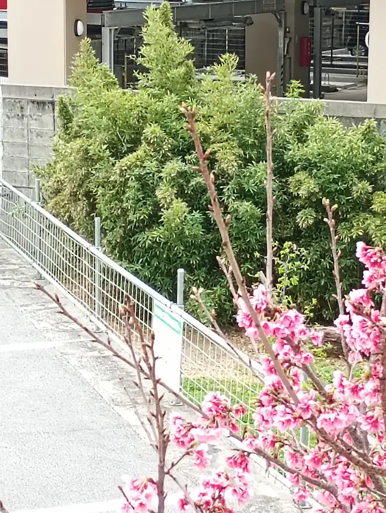 たけが揺れる風景