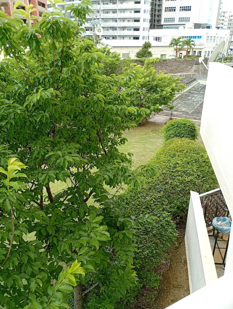 沖縄庭の風景1