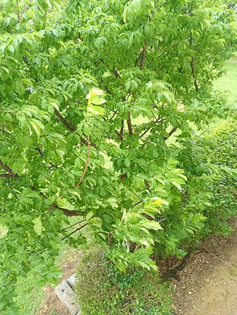 沖縄窓から見える風景1