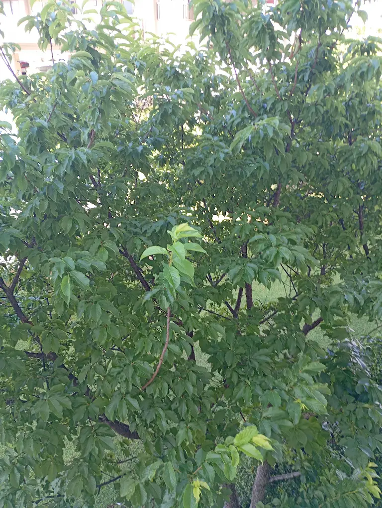 沖縄の朝の庭1