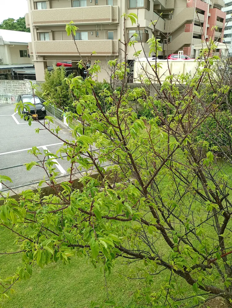 新緑の桜1