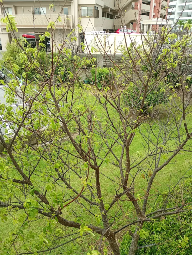新緑の桜2